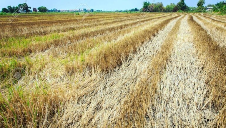 10000 hectares rice farm