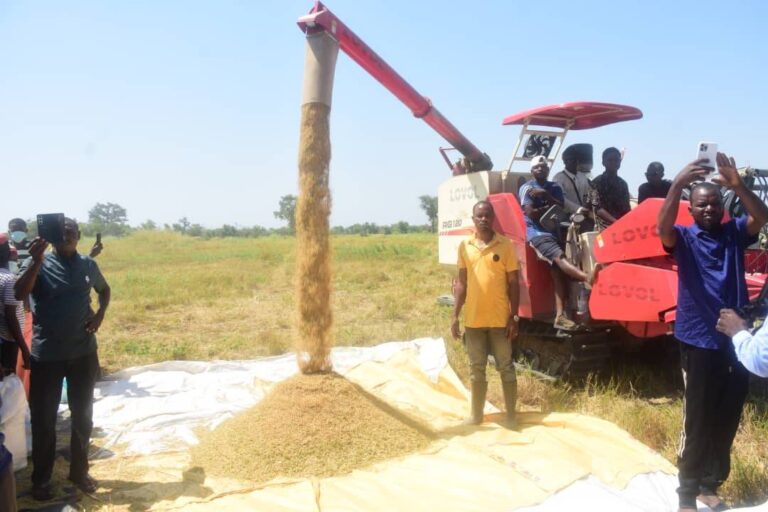 jangwa rice