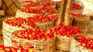 tomato mkt