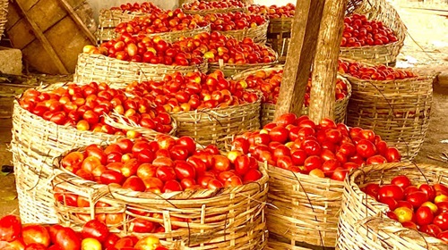 tomato mkt